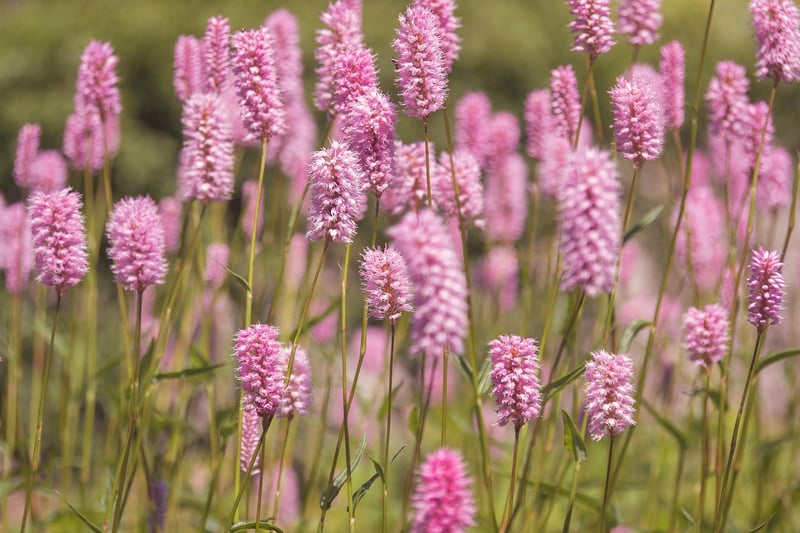 Magic Meadows